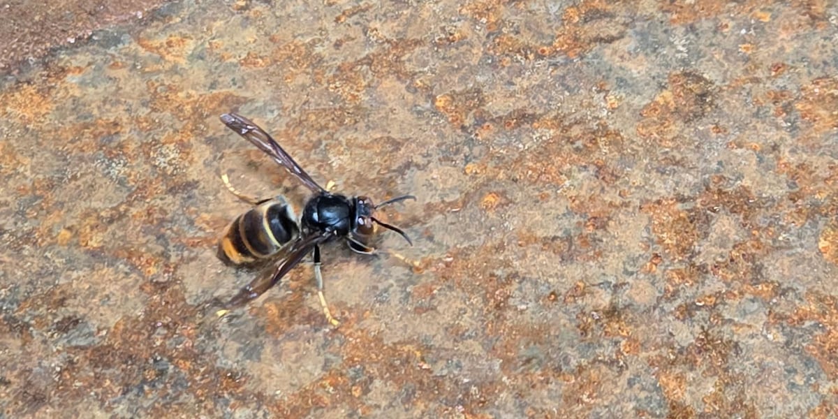 Invasive yellow-legged hornet found at Port of Vancouver