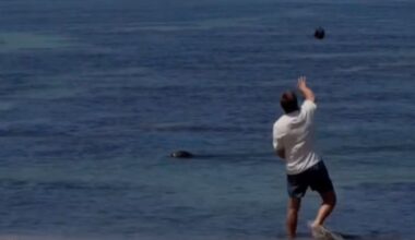 Hawaii Tourist Threw Rock at Endangered Seal: Everything We Know So Far