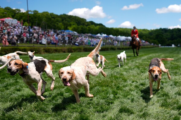 Hounds run during the Parade of Mells Foxhounds at the Iroquois Steeplechase, Saturday, May 9, 2026, in Nashville, Tenn. (AP Photo/George Walker IV)