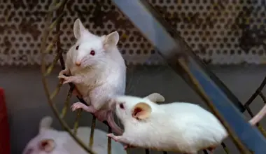 Simple body movement could help the brain 'clean itself,' researchers find