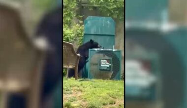 Bear lured down from tree in Elizabeth, NJ neighborhood with doughnuts and sweets