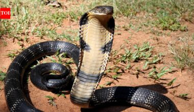 World Deadliest Snakes: King Cobra Capitals: 10 countries where the world’s deadliest snake thrives | World News
