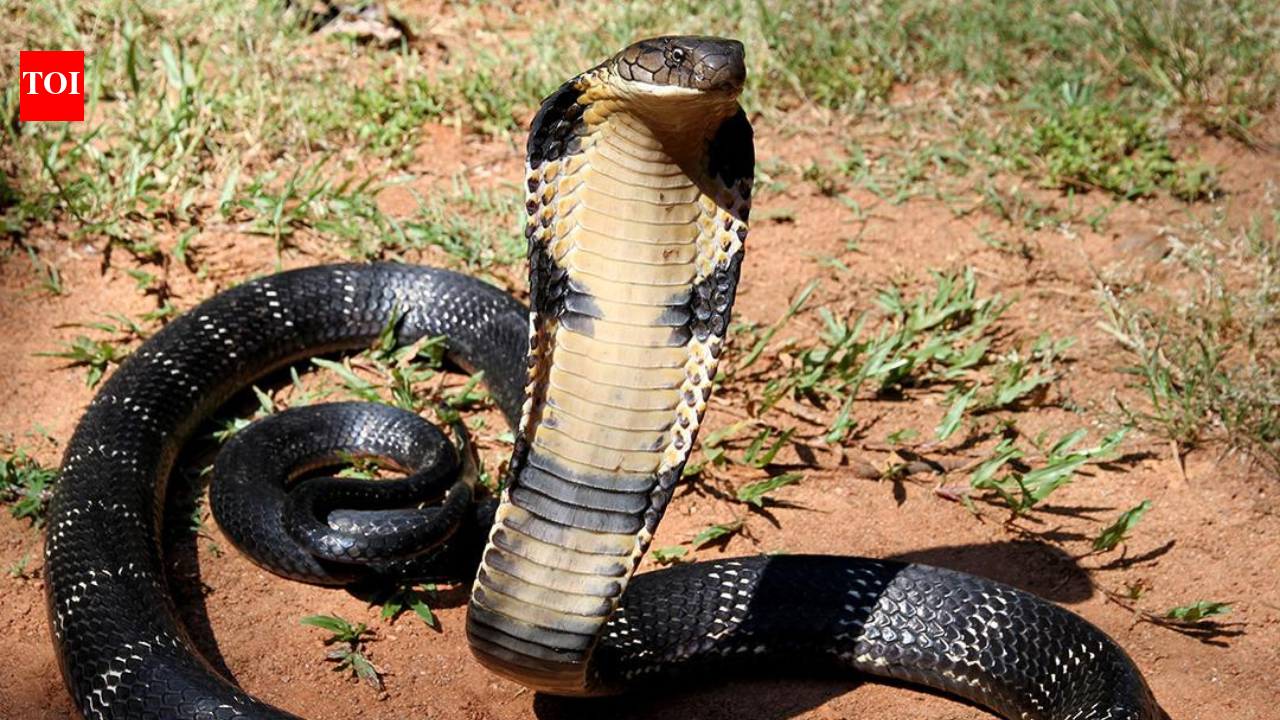 World Deadliest Snakes: King Cobra Capitals: 10 countries where the world’s deadliest snake thrives | World News