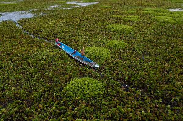 A fishermen tries to navigate while surrounded by an invasive plant called a water hyacinth, also known as Eichhornia crassipes, Thursday, April 30, 2026, on the outskirts of Nueva Venecia, Colombia. (AP Photo/Ivan Valencia)
