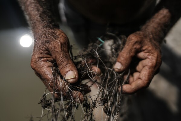 Santander Cueto, a fisherman, removes pieces of an invasive plant from his netting Thursday, April 30, 2026, in Buenavista, Colombia. (AP Photo/Ivan Valencia)