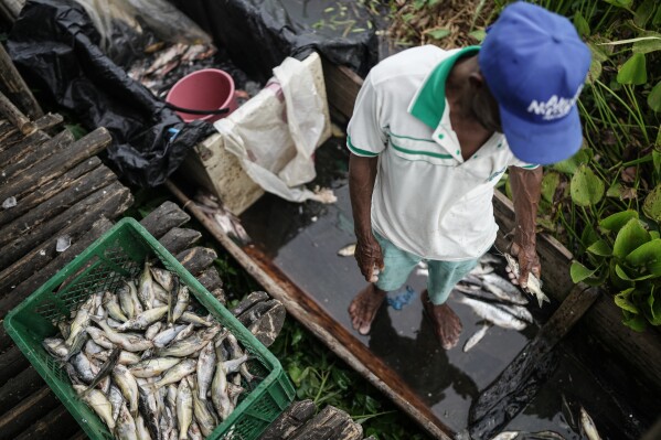 Fish are unloaded while surrounded by an invasive plant called a water hyacinth, also known as Eichhornia crassipe, Thursday, April 30, 2026, in Nueva Venecia, Colombia. (AP Photo/Ivan Valencia)