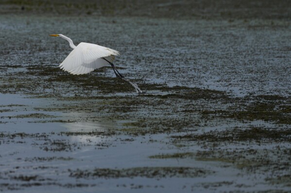 A heron tries to fly from an invasive plant called a Hydrilla verticillata that coats the water Thursday, April 30, 2026, on the outskirts of Nueva Venecia. (AP Photo/Ivan Valencia)