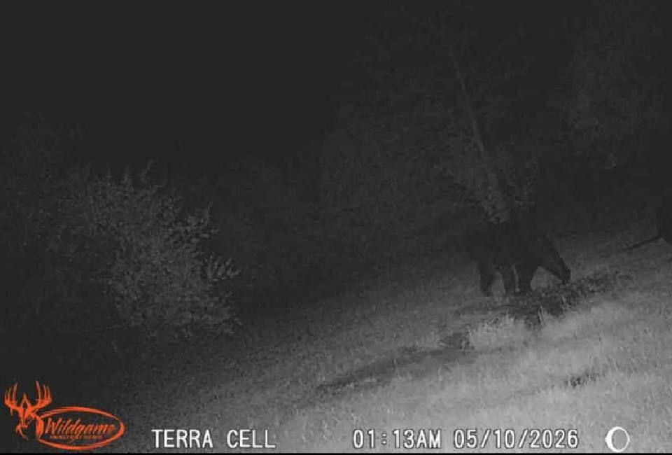 black bear rockwood.jpg