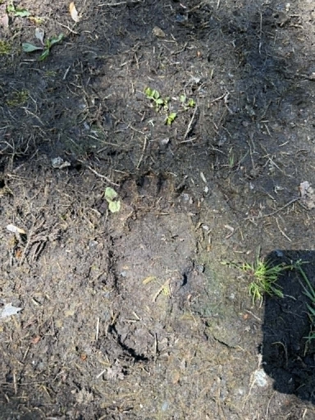 black bear print rockwood.png