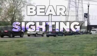 Black bear sighted in Downriver neighborhood -- the 5 things to do when encountering bears