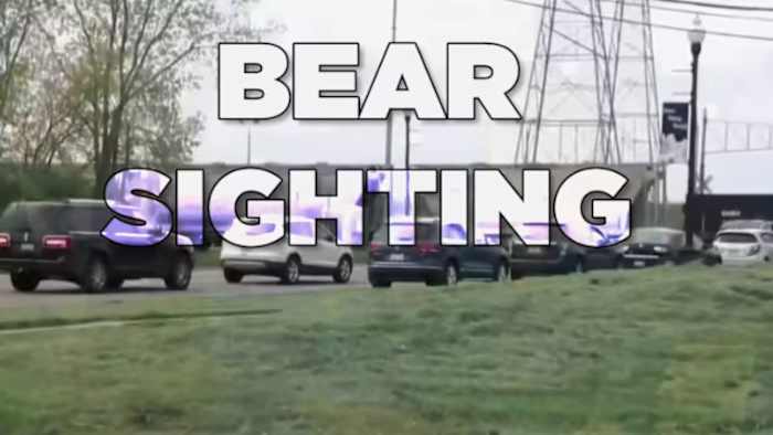 Black bear sighted in Downriver neighborhood -- the 5 things to do when encountering bears