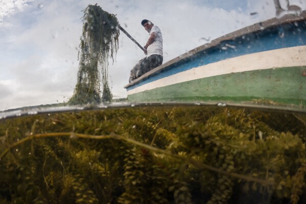 A fisherman tries to remove some of an invasive plant called a Hydrilla verticillata Thursday, April 30, 2026, in Buenavista, Colombia. (AP Photo/Ivan Valencia)