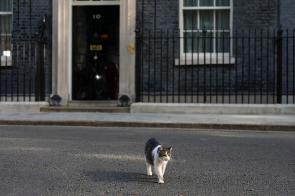 Larry the cat, Chief Mouser to the Cabinet Office leaves 10 Downing Street during a cabinet meeting in London, Tuesday, May 12, 2026 as Britain's Prime Minister Keir Starmer is facing the biggest threat yet to his authority after a growing number of disaffected lawmakers called for him to step down.(AP Photo/Kirsty Wigglesworth)