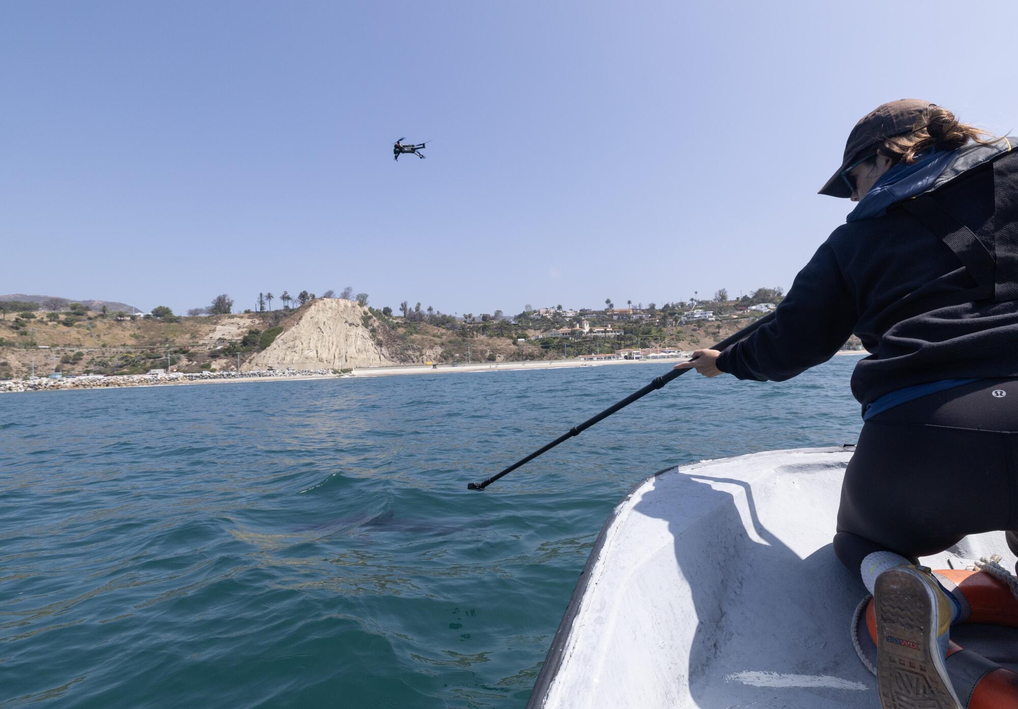 Shark Lab research associate Delaney Sauer lowers an underwater camera to get an image of a young shark.