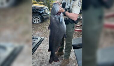 See it: Blue catfish catch makes Florida state history