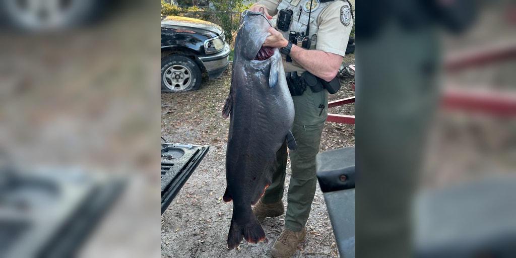 See it: Blue catfish catch makes Florida state history