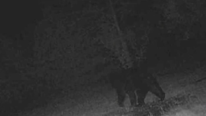 Black bear spotted on security cameras in Downriver communities stuns residents