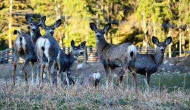 Mule deer face invisible "energy landscape"