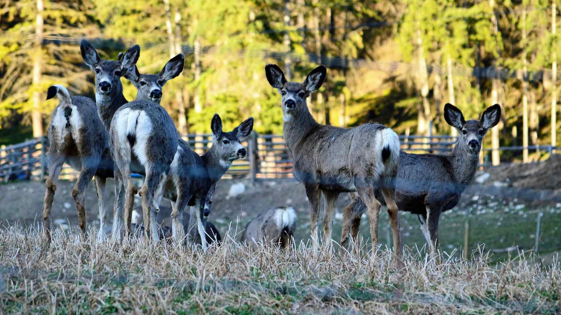 Mule deer face invisible "energy landscape"