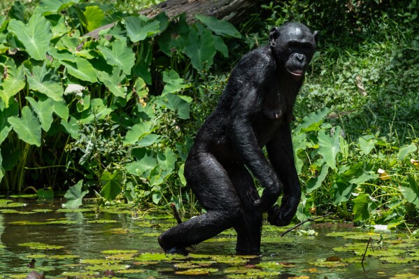 A bonobo is seen at the Lola ya Bonobo sanctuary in Kinshasa, Democratic Republic of the Congo, on April 8, 2026. (AP Photo/Samy Ntumba Shambuyi)