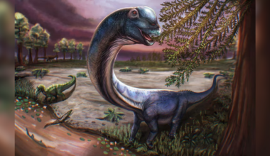 Researchers discover a new gigantic dinosaur species in Thailand
