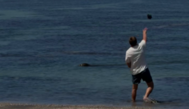 Tourist charged after rock hurled at endangered seal in Hawaii in viral video