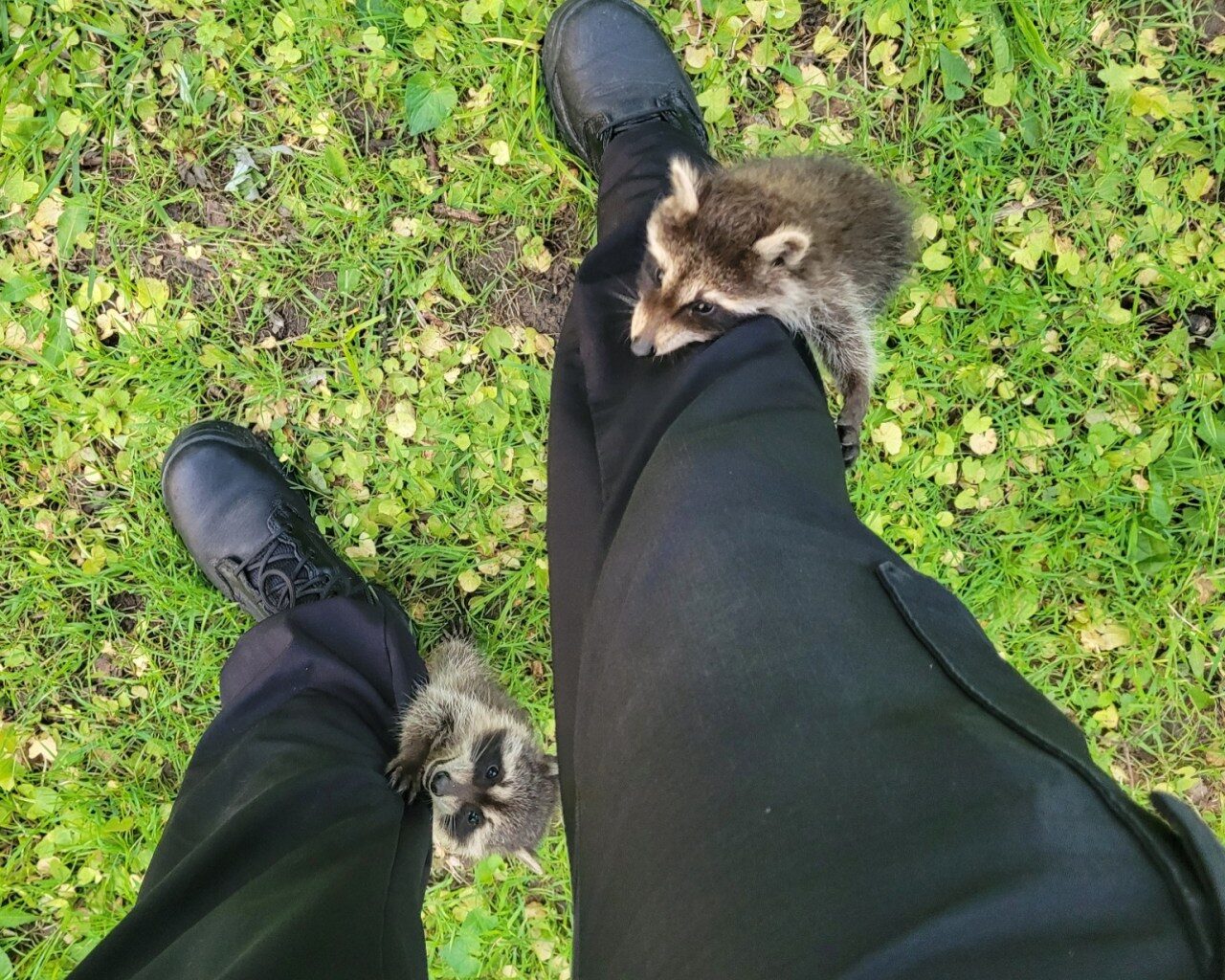 Raccoons rescued at Ohio Metroparks