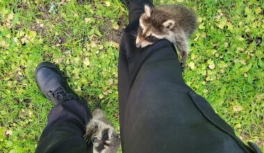 Raccoons rescued at Ohio Metroparks