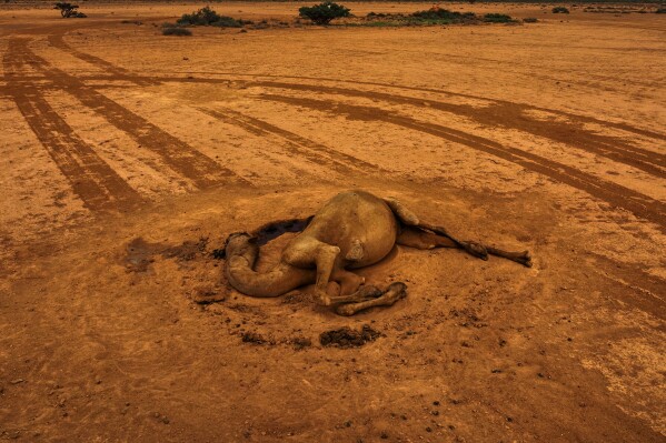 The carcass of a camel that died from hunger lies in an open field in Usgure, Puntland, Somalia, Friday, April 17, 2026. (AP Photo/Jack Denton)