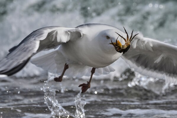 A seagull catches a crab in the Baltic Sea in Burg on the island of Fehmarn, Germany, Thursday, May 14, 2026. (AP Photo/Michael Probst)