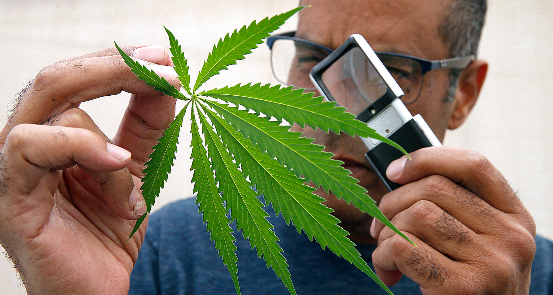 New Calif. study finds evidence cannabis could treat obesity, diabetes