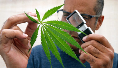 New Calif. study finds evidence cannabis could treat obesity, diabetes