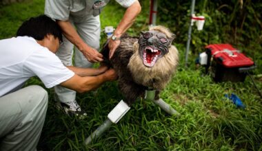 Japanese bear-fightin' robo-wolves are pure unleaded nightmare fuel but they're working