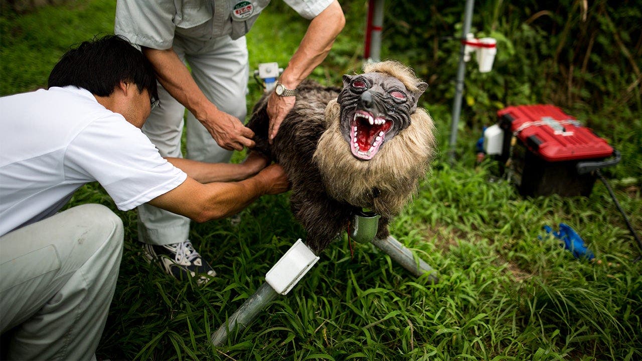 Japanese bear-fightin' robo-wolves are pure unleaded nightmare fuel but they're working