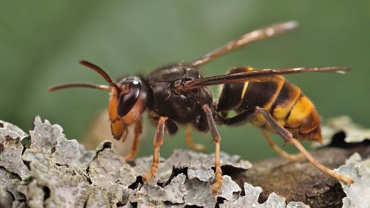 A large hornet is seen in a close-up image.