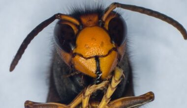 B.C. gov't monitoring situation as yellow-legged hornet found at Washington state port