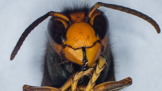 B.C. gov't monitoring situation as yellow-legged hornet found at Washington state port