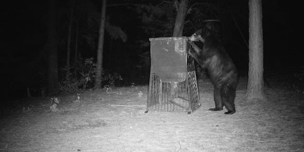 Bear tracks, new camera images confirm American black bear still in East Texas