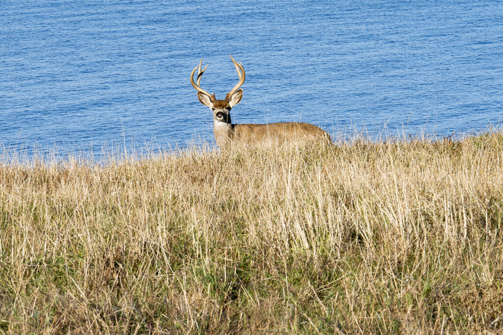 Deer seen swimming in San Francisco Bay far from shore - United States News Beep | NewsBeep.com