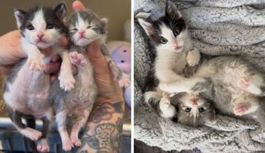 Two Tiny Preemie Kittens Find Each Other Right When They Need It Most