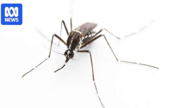 Invasive 'barbecue stopper' Asian tiger mosquito detected away from entry ports on mainland for first time