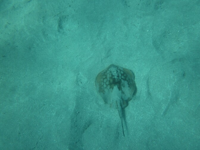 A small round stingray on top of sand under water.