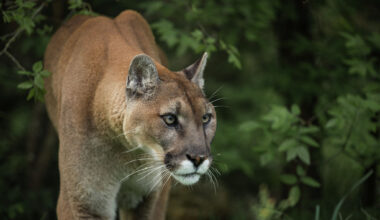 Northern California county declares mountain lions ‘imminent threat’
