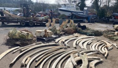 Skeleton of rare blue whale that washed ashore in 2015 finally going on display in Newport