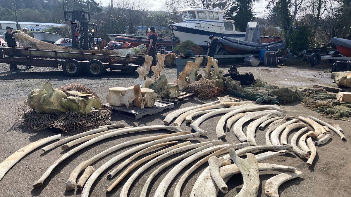 Skeleton of rare blue whale that washed ashore in 2015 finally going on display in Newport