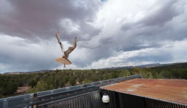 Owl found stuck in a concrete mixer is on the mend and flying free