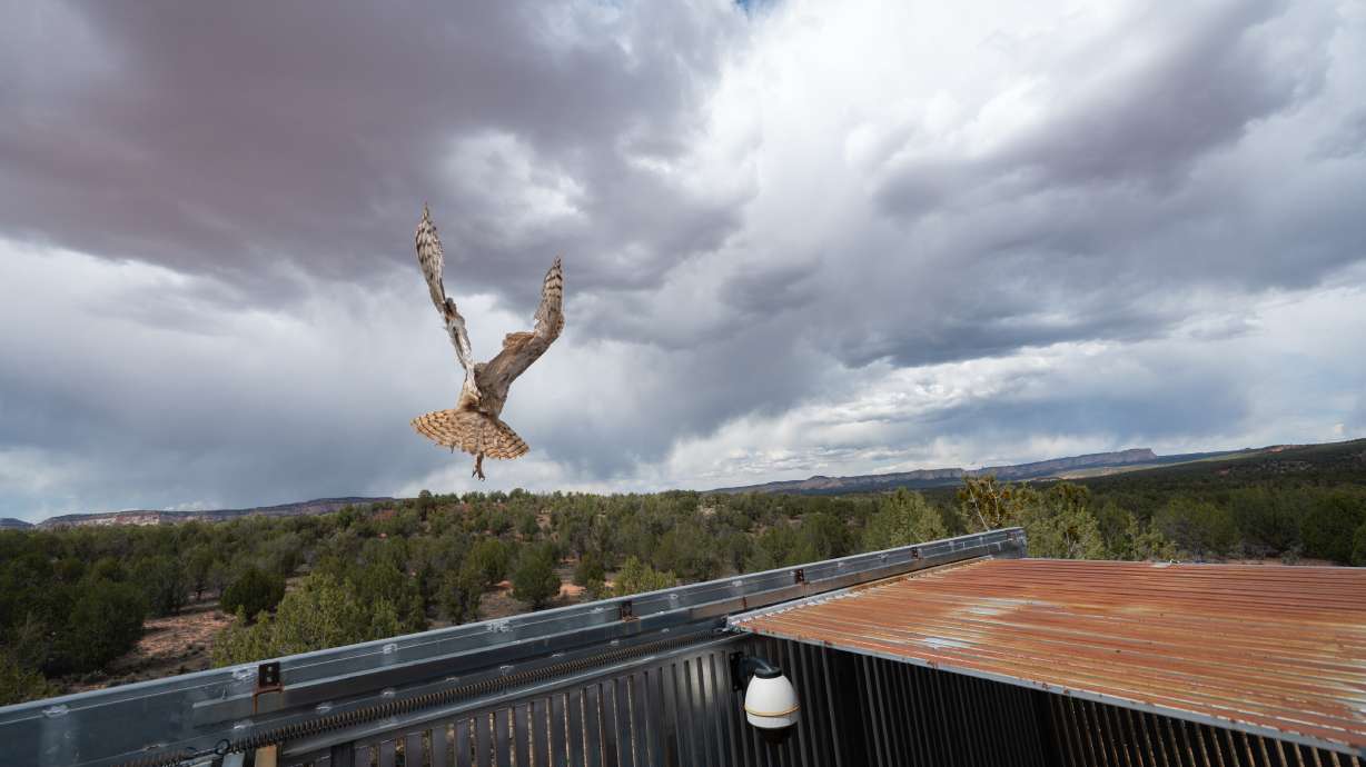 Owl found stuck in a concrete mixer is on the mend and flying free