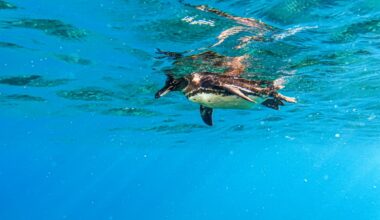 Fears Grow Most Galápagos Penguins May Die This Year Due to Super El Niño