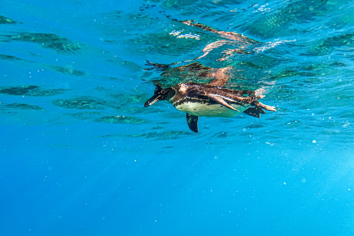 Fears Grow Most Galápagos Penguins May Die This Year Due to Super El Niño