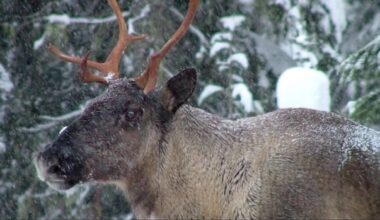 B.C. approved logging in threatened caribou habitat despite provincial recommendation against it